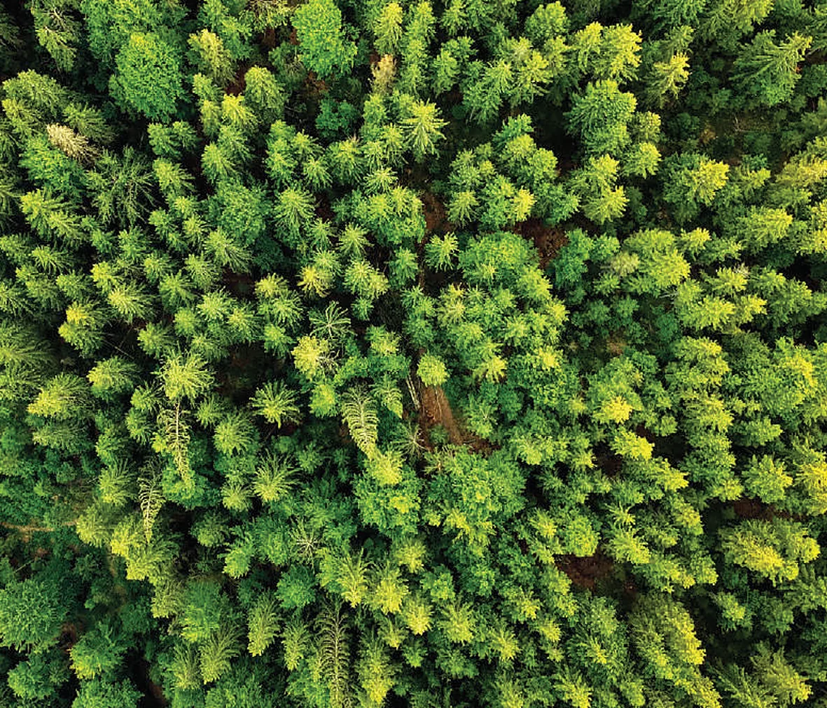 Aerial view of a green forest